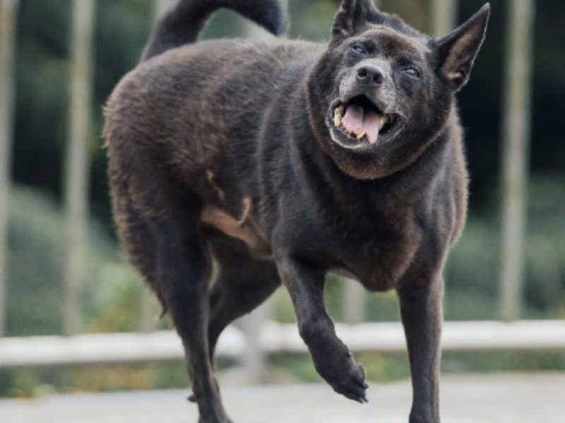 Black adult male mixed-breed dog, Medium, shelter no. …0203