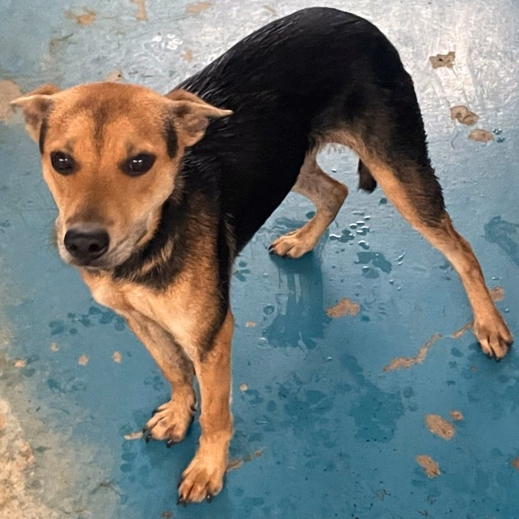 Brown-and-black adult male mixed-breed dog, Large, shelter no. …7007