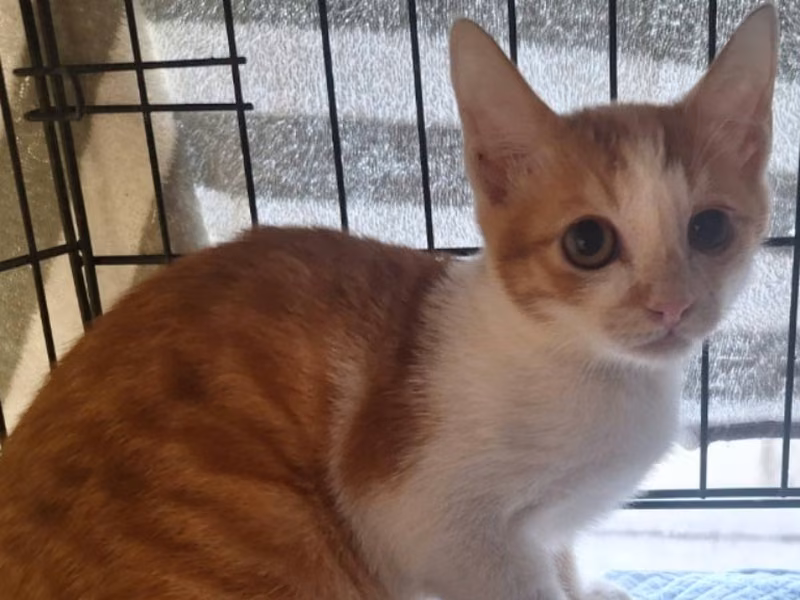 Young female mixed-breed cat, Medium, shelter no. …1803