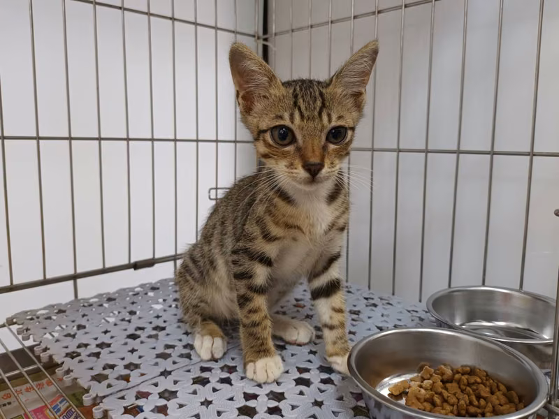 Tabby-and-white young male mixed-breed cat, Small, shelter no. …1502