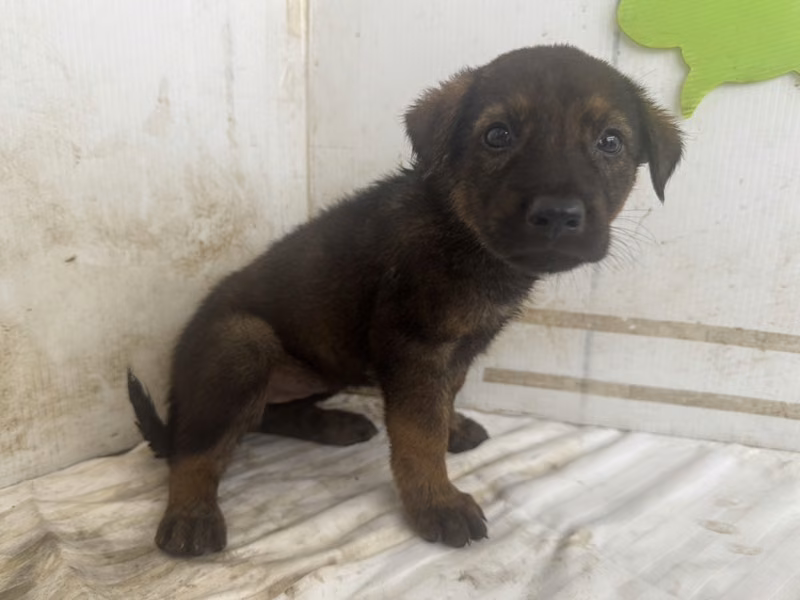 Black young female mixed-breed dog, Small, shelter no. …1604