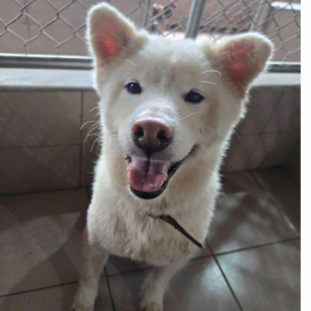 White adult female Shiba Inu, Medium, shelter no. …9-04