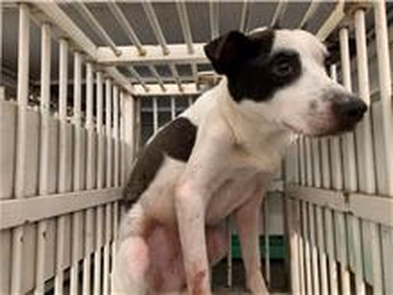 Black-and-white adult male mixed-breed dog, Medium, shelter no. …4017