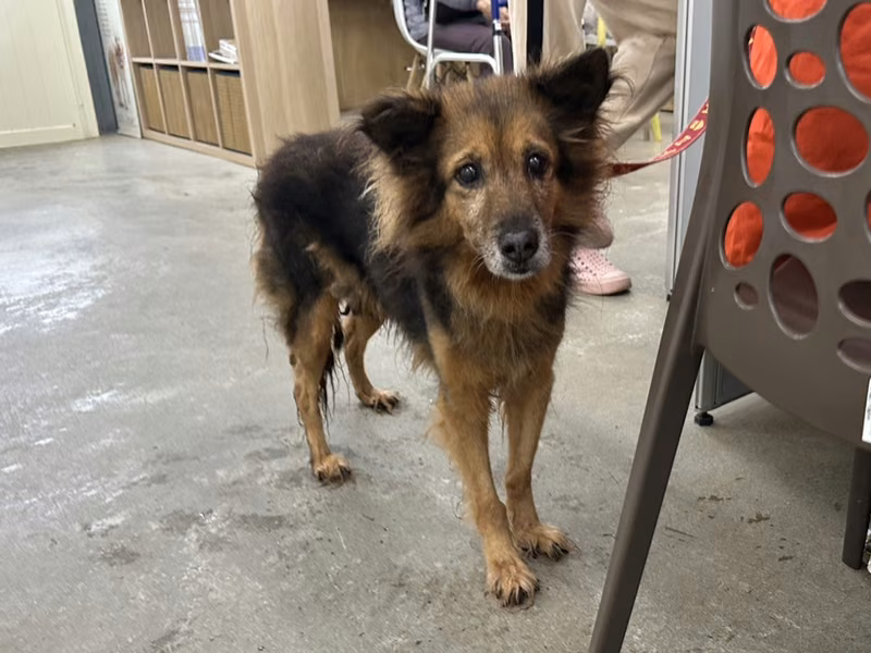 Black-and-brown adult female mixed-breed dog, Medium, shelter no. …0103