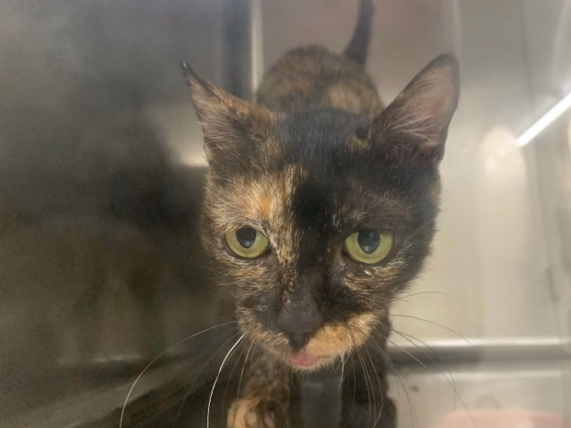 Adult female mixed-breed cat, Small, shelter no. …3003
