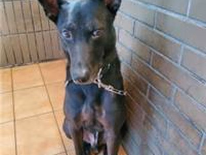 Black adult male mixed-breed dog, Medium, shelter no. …2002