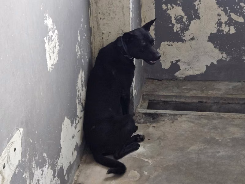 Chien croisé mâle jeune (noir), Moyen, refuge n° …6001