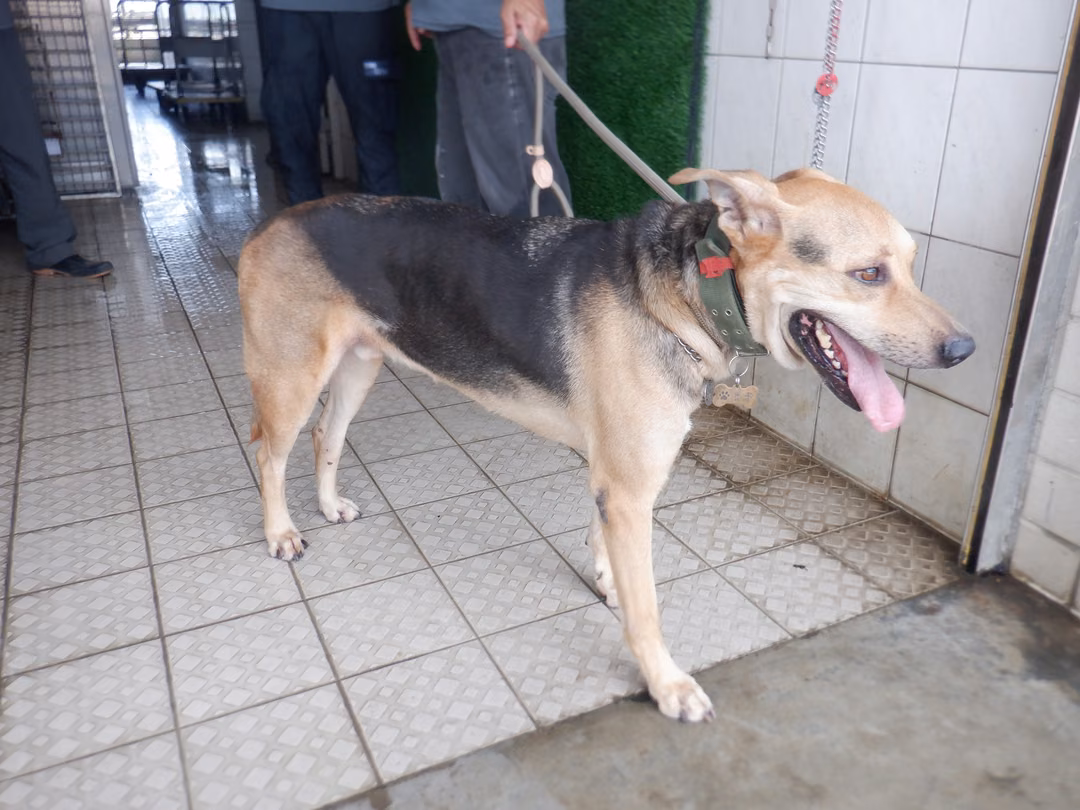 Black-and-tan adult male mixed-breed dog, Medium, shelter no. …6743