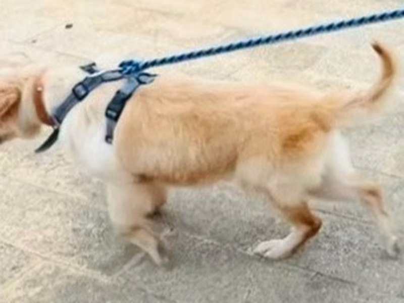 Cream adult female mixed-breed dog, Medium, shelter no. …4002