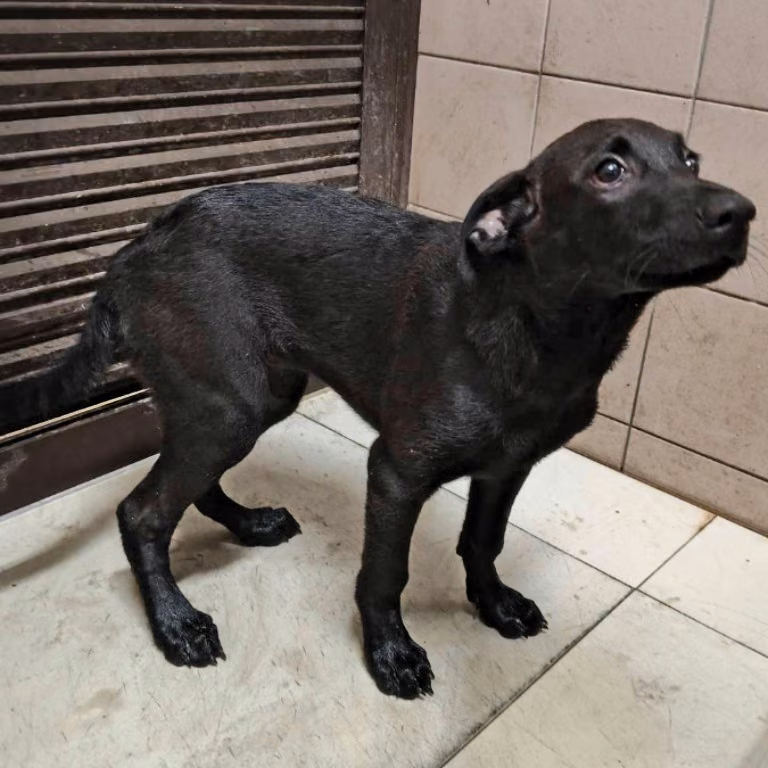 Black adult female mixed-breed dog, Large, shelter no. …1205