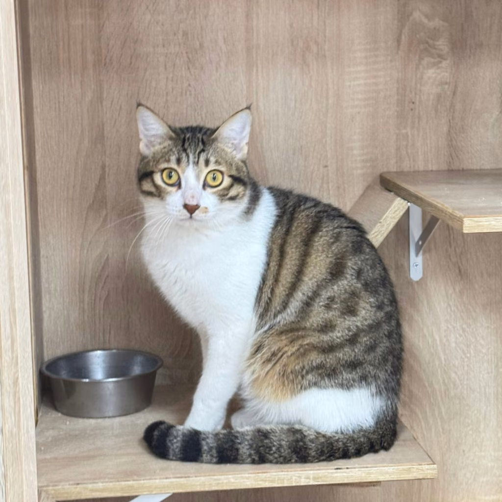 Tabby-and-white young male mixed-breed cat, Small, shelter no. …1003