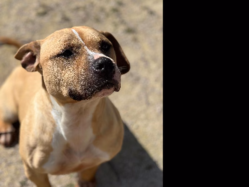 Nerea, Adult · Female · Medium · American Staffordshire Terrier