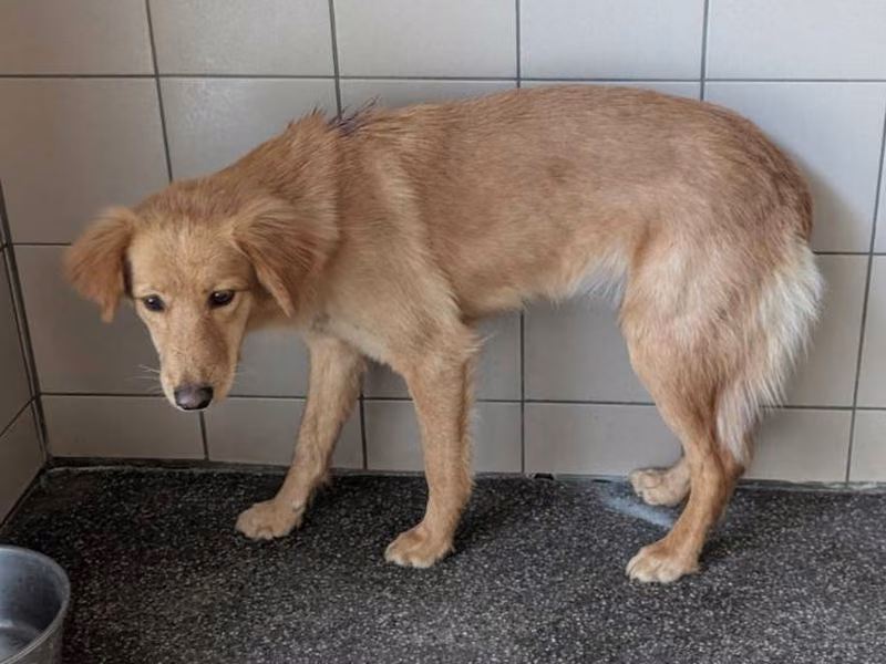 Tan adult female mixed-breed dog, Large, shelter no. …0502
