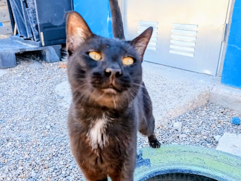 Tamarindo、成犬・成猫 · オス · ヨーロピアンショートヘア