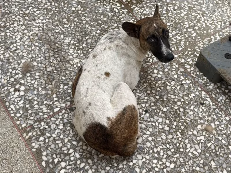 Patched adult female mixed-breed dog, Large, shelter no. …0A12