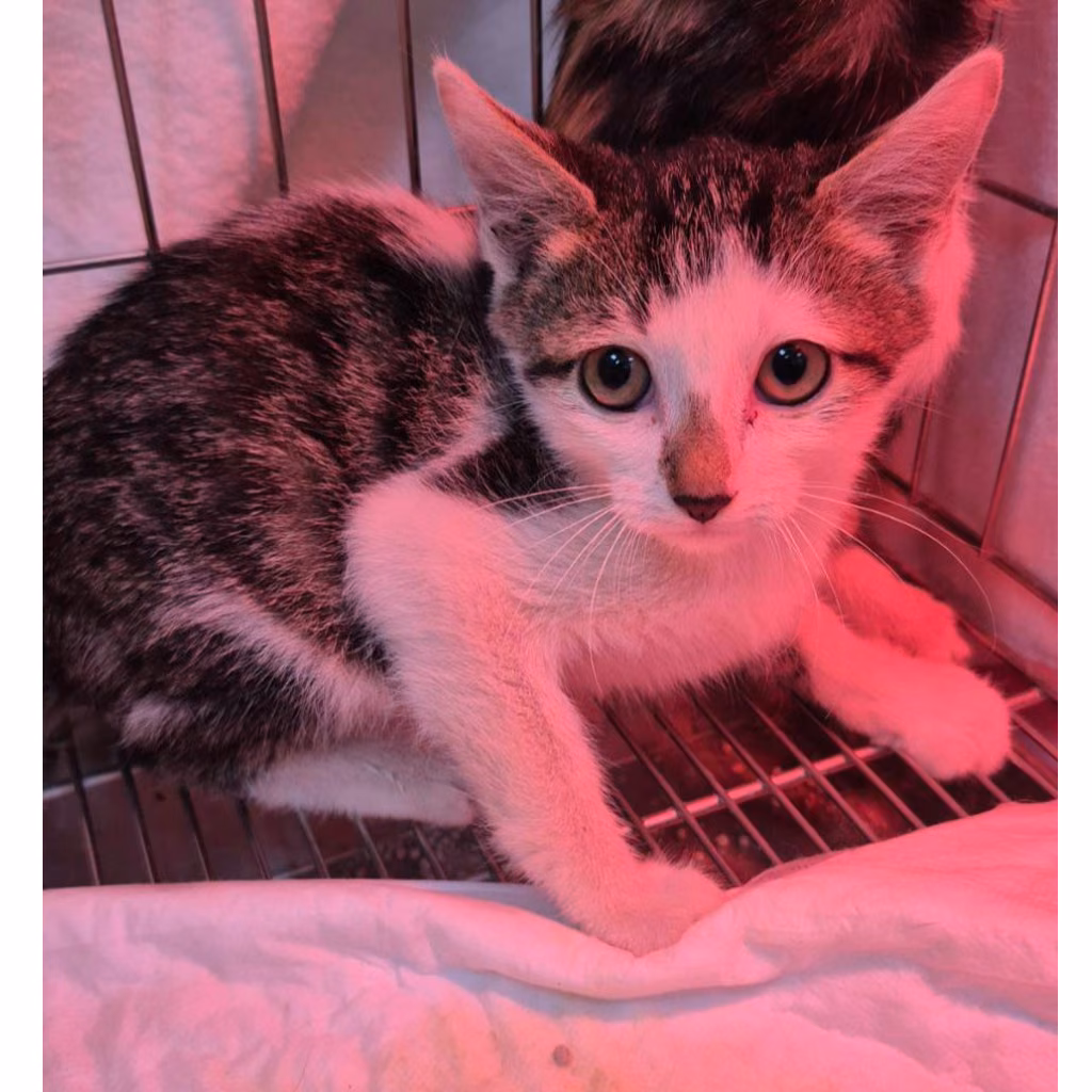 Tabby-and-white young female mixed-breed cat, Small, shelter no. …9001