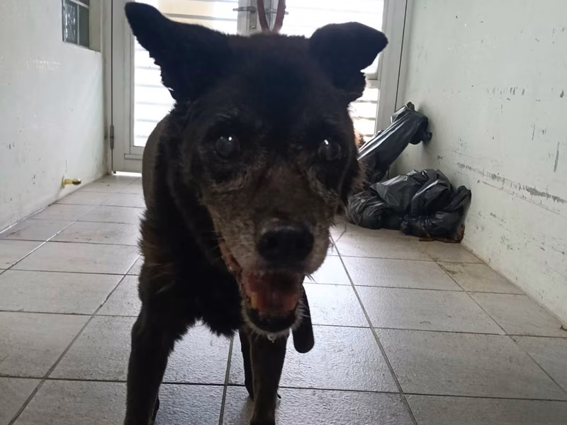 Black adult female mixed-breed dog, Medium, shelter no. …8002