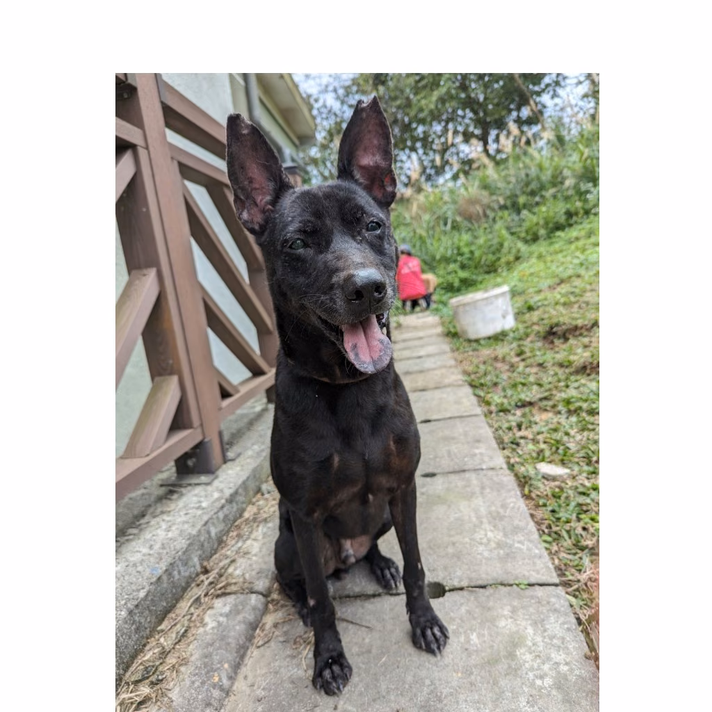Black adult male mixed-breed dog, Large, shelter no. …8001