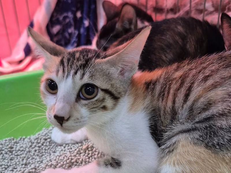 Calico young female mixed-breed cat, Small, shelter no. …3005