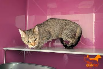Brown tabby adult female European Shorthair, shelter no. …4042