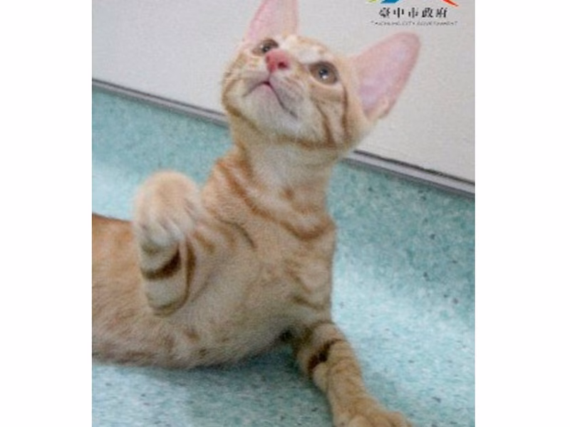 Orange adult male mixed-breed cat, Small, shelter no. …6003