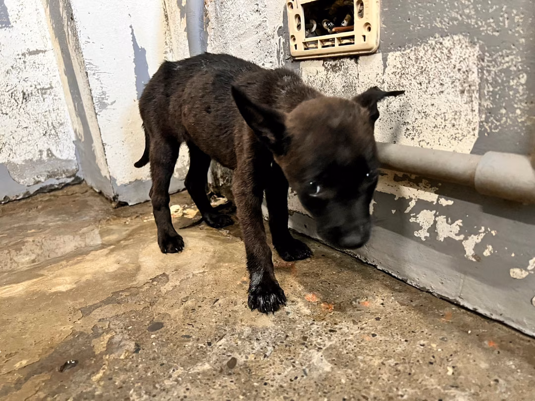 Black young female mixed-breed dog, Medium, shelter no. …3007