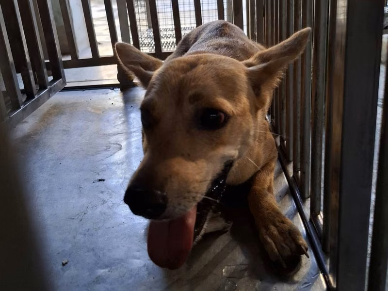 Tan adult female mixed-breed dog, Medium, shelter no. …9-06