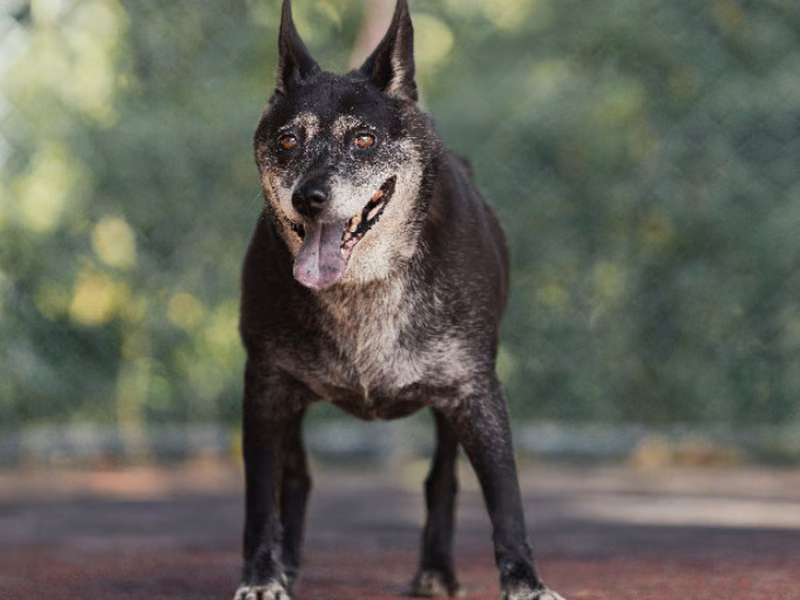 Black adult female mixed-breed dog, Medium, shelter no. …2703