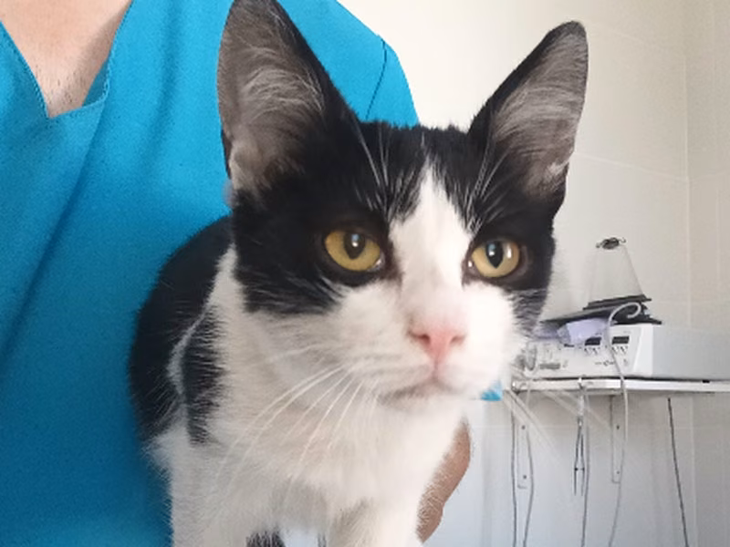 Cat Clooney, Young · Male · European Shorthair