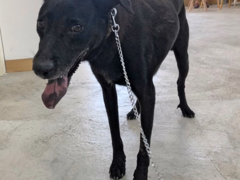 Black adult female mixed-breed dog, Medium, shelter no. …0914