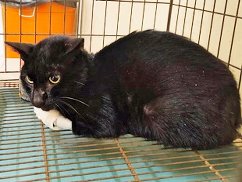 Black adult male mixed-breed cat, Small, shelter no. …0010