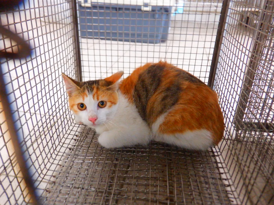 Calico adult female mixed-breed cat, Small, shelter no. …13C9