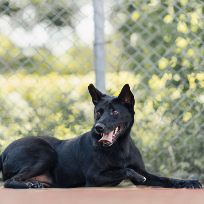Black adult female mixed-breed dog, Medium, shelter no. …2604