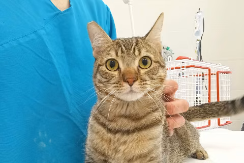 Mistral, Adult · Male · European Shorthair