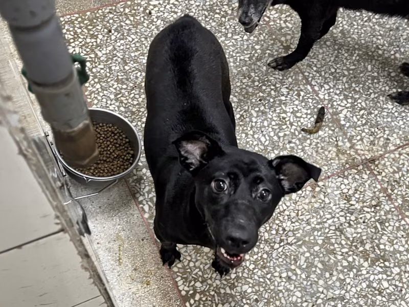 Black adult female mixed-breed dog, Large, shelter no. …25-1