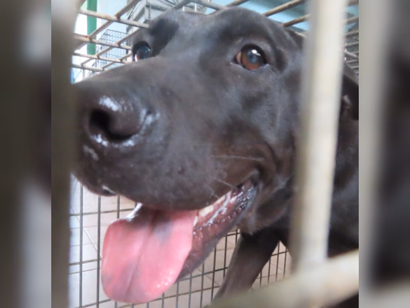 Black adult male mixed-breed dog, Medium, shelter no. …7-01