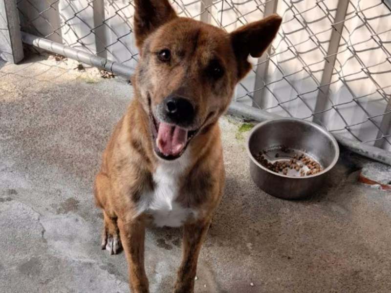 Brown-and-black adult male mixed-breed dog, Large, shelter no. …069D