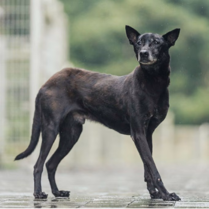 Black adult male mixed-breed dog, Medium, shelter no. …1201