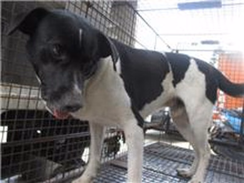Patched adult male mixed-breed dog, Medium, shelter no. …5001