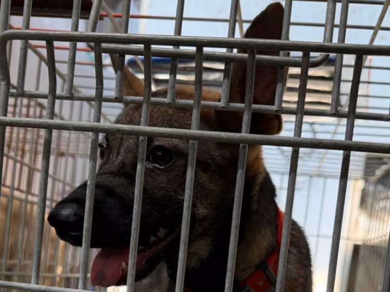 Black-and-tan adult male mixed-breed dog, Medium, shelter no. …6-04