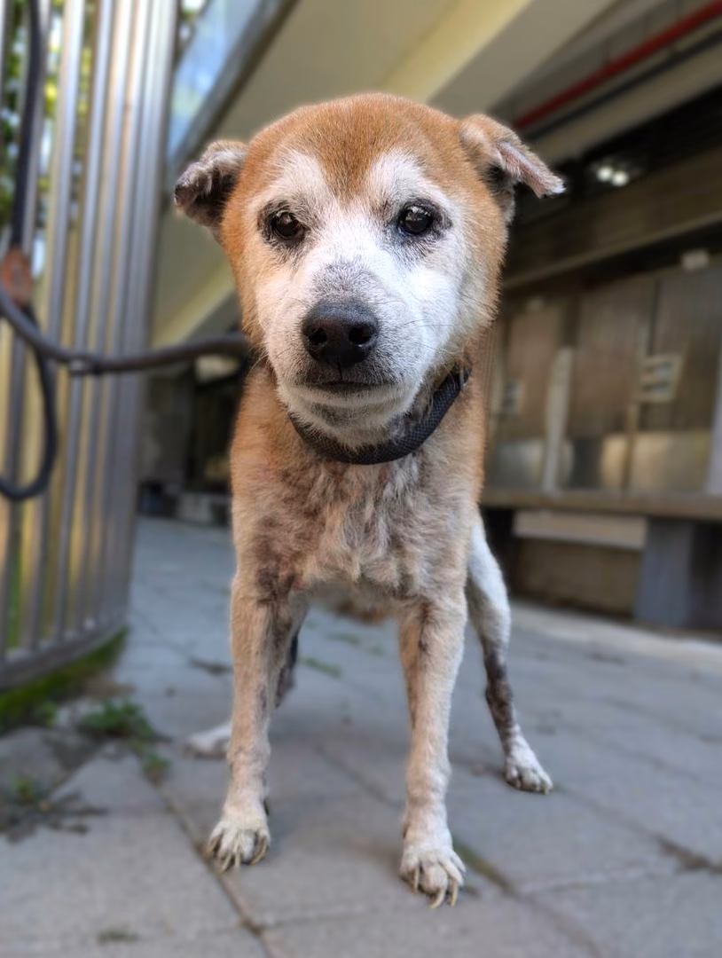 Tan-and-white adult male Shiba Inu, Medium, shelter no. …2004