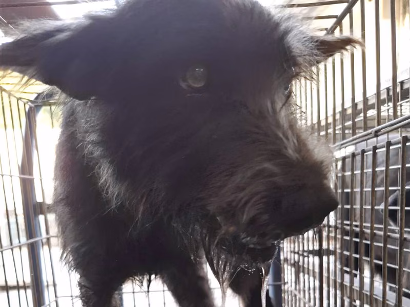 Black adult male mixed-breed dog, Medium, shelter no. …1-11