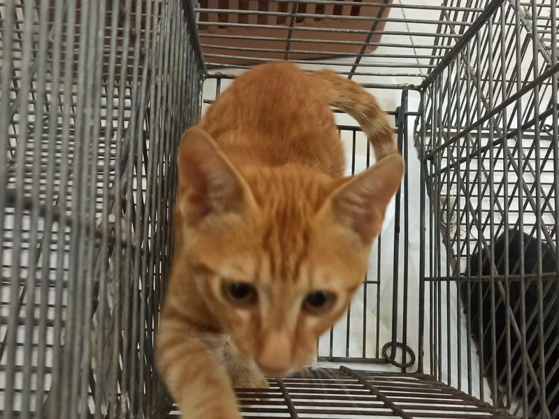 Orange tabby young female mixed-breed cat, Small, shelter no. …0C01