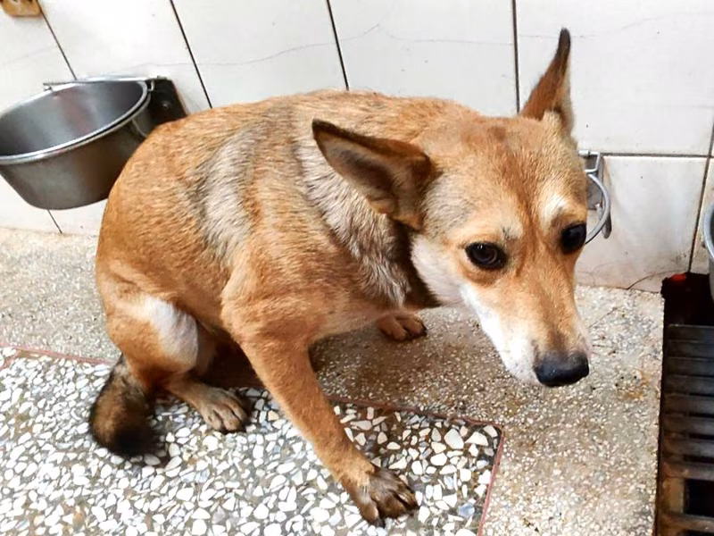 Tan adult female mixed-breed dog, Large, shelter no. …25-2