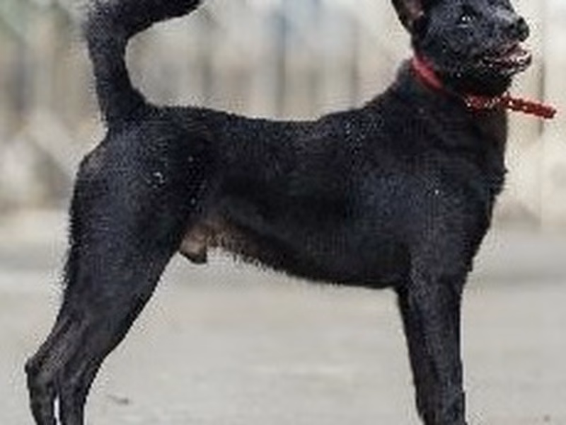 Black adult male mixed-breed dog, Medium, shelter no. …2001
