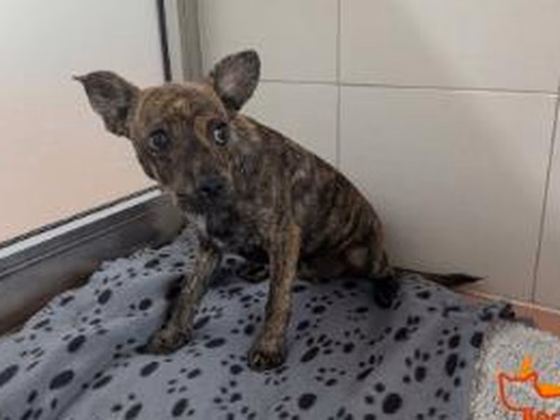 Young male mixed-breed dog, shelter no. …3480