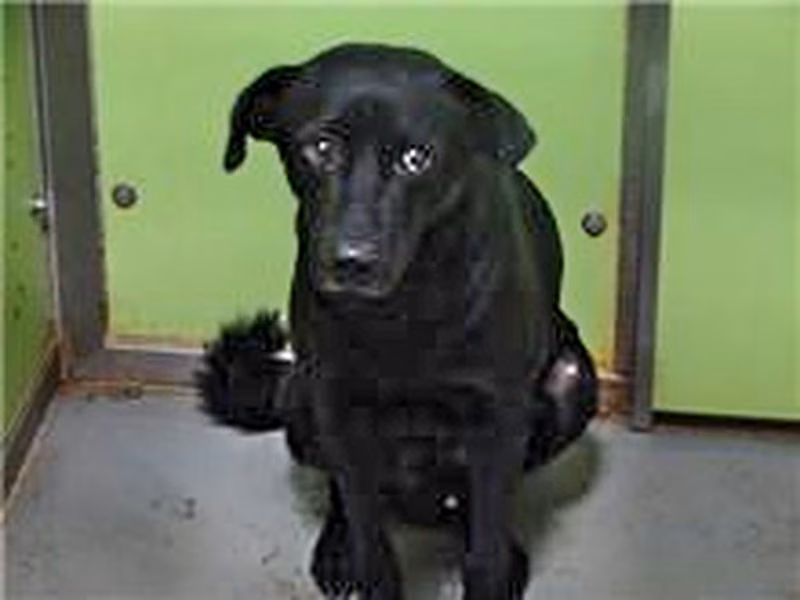 Black adult male mixed-breed dog, Medium, shelter no. …2227