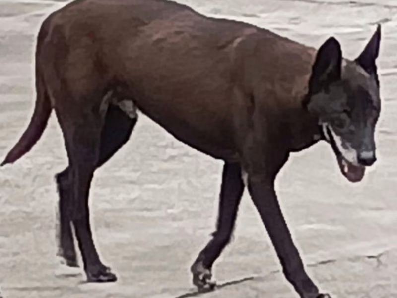 Black adult male mixed-breed dog, Large, shelter no. …019D