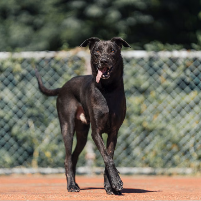Black adult male mixed-breed dog, Medium, shelter no. …0602