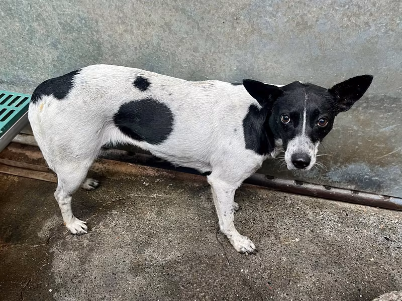 Black-and-white adult female mixed-breed dog, Medium, shelter no. …5004